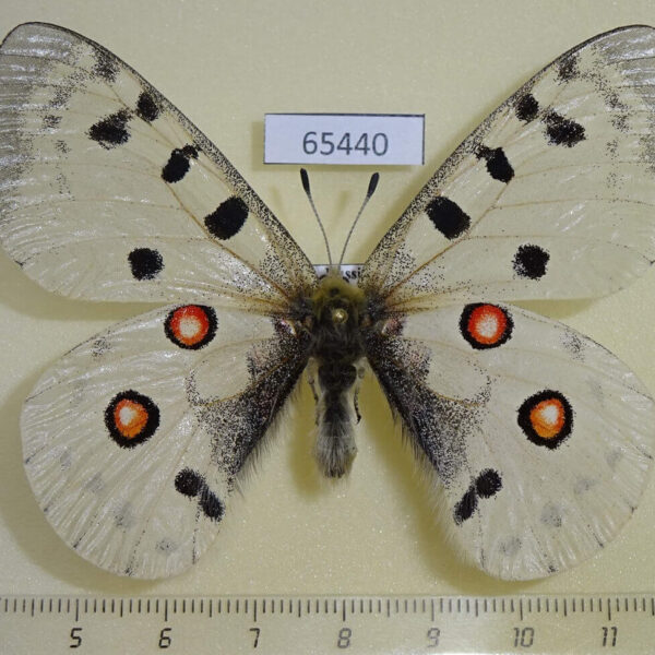 Papilionidae Parnassius a. hesebolus Transbaikal reg.