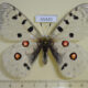 65440p Papilionidae Parnassius a. hesebolus Transbaikal reg. $12