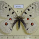 65441p Papilionidae Parnassius a. hesebolus Transbaikal reg. $10