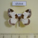 65444p Geometridae Mesoleuca albicillata Krasnoyarsk reg. $4