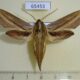 65453p Sphingidae Theretra japonica Primorye $8