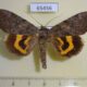 65456p Noctuidae Catocala bella Primorye $5