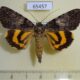 65457p Noctuidae Catocala separans Primorye $9
