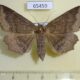 65459p Noctuidae Arytrura subfalcata f Primorye $10