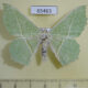 65463p Geometridae Geometra valida f Primorye $7
