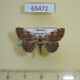 65472p Noctuidae Hypostrotia cinerea Primorye $4
