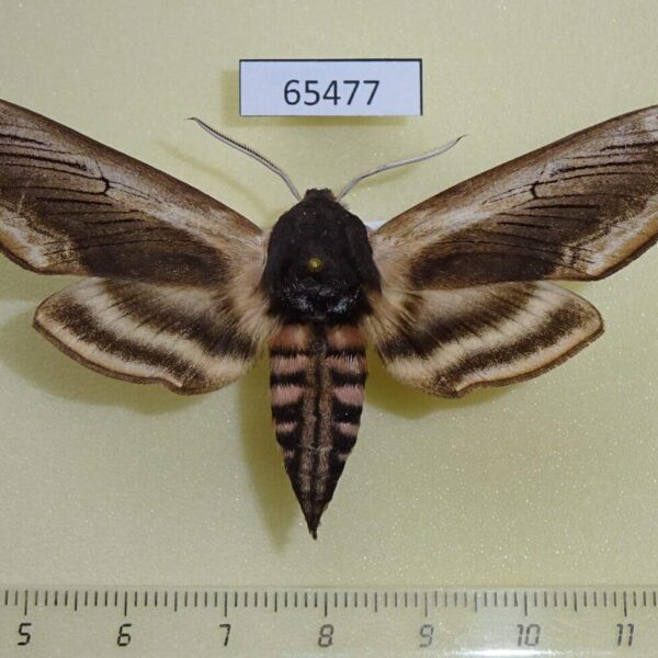 Sphingidae Sphinx ligustri amurensis Khakassia rep.