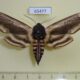 65477p Sphingidae Sphinx ligustri amurensis Khakassia rep. $8