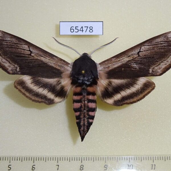 Sphingidae Sphinx ligustri amurensis Khakassia rep.