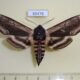 65478p Sphingidae Sphinx ligustri amurensis Khakassia rep. $8