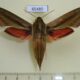 65480p Sphingidae Hippotion eson f Uganda $12