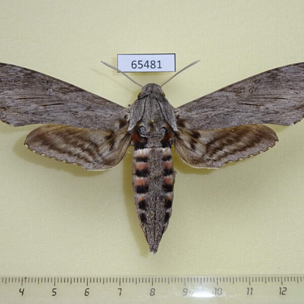 Sphingidae Agrius convolvuli f Uganda