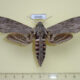 65481p Sphingidae Agrius convolvuli f Uganda $12