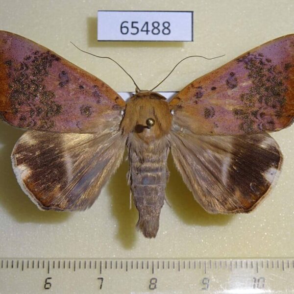 Noctuidae Achaea violaceofascia Uganda