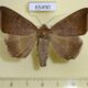 65490p Noctuidae Achaea finita Uganda $13