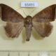 65491p Noctuidae Achaea finita Uganda $9
