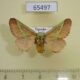65497p Limacodidae Miresa livida f Uganda $18