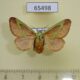 65498p Limacodidae Miresa livida f Uganda $20