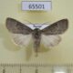 65501p Noctuidae Trichosilia plumbea Tyva rep. $8