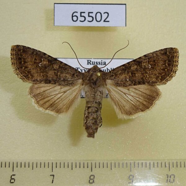 Noctuidae Sideridis egena f Tyva rep.