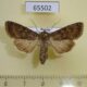 65502p Noctuidae Sideridis egena f Tyva rep. $12