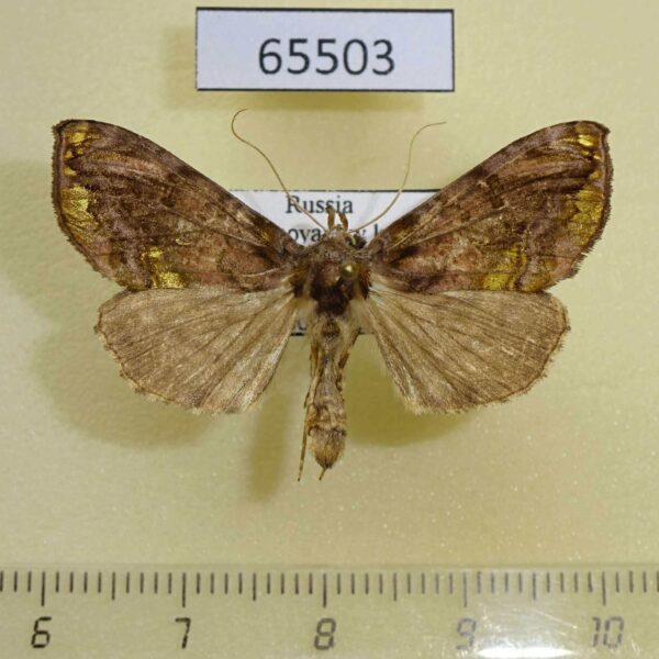 Noctuidae Lamprotes c-aureum f Khakassia rep.