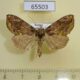 65503p Noctuidae Lamprotes c-aureum f Khakassia rep. $9