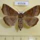 65508p Noctuidae Arytrura musculus f Primorye $10