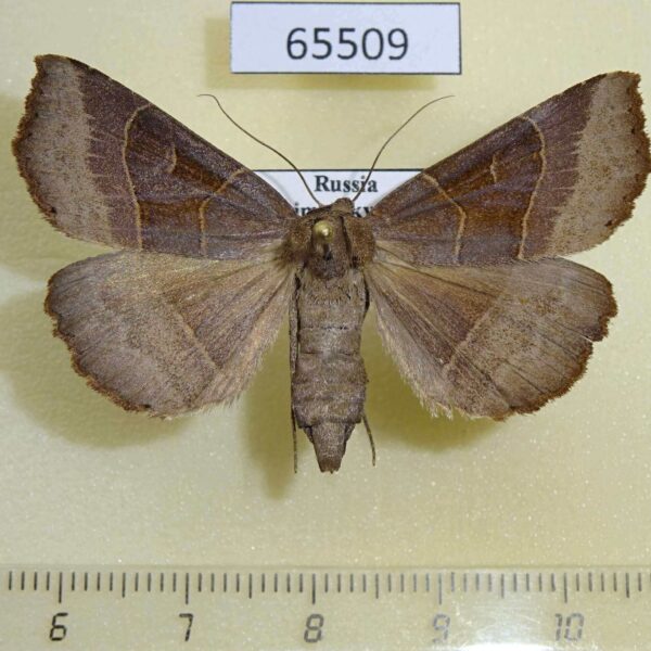 Noctuidae Arytrura musculus f Primorye