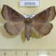 65509p Noctuidae Arytrura musculus f Primorye $10