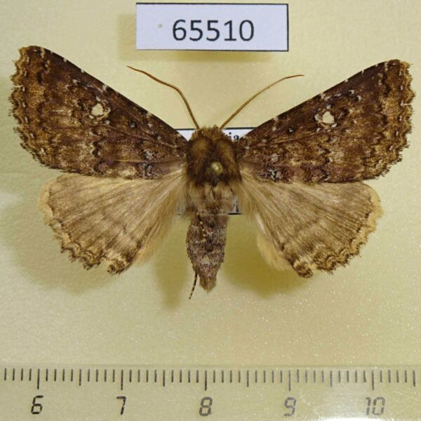 Noctuidae Hypersypnoides astrigera Primorye