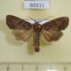 65511p Noctuidae Apamea aquila Primorye $7