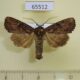 65512p Noctuidae Apamea aquila Primorye $9