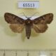 65513p Noctuidae Apamea aquila Primorye $10