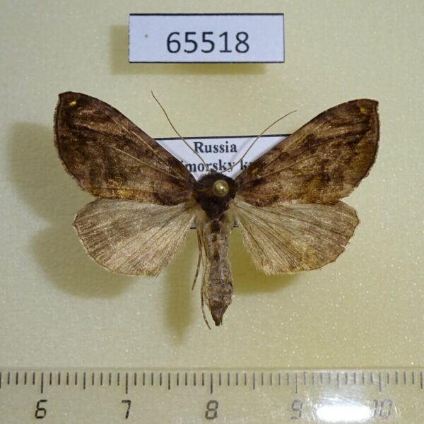 Noctuidae Lamprotes c-aureum f Primorye