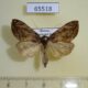 65518p Noctuidae Lamprotes c-aureum f Primorye $6