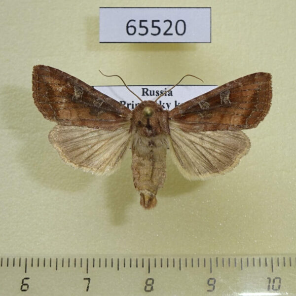 Noctuidae Lacanobia splendens Primorye