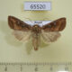 65520p Noctuidae Lacanobia splendens Primorye $6