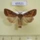 65521p Noctuidae Lacanobia splendens Primorye $6