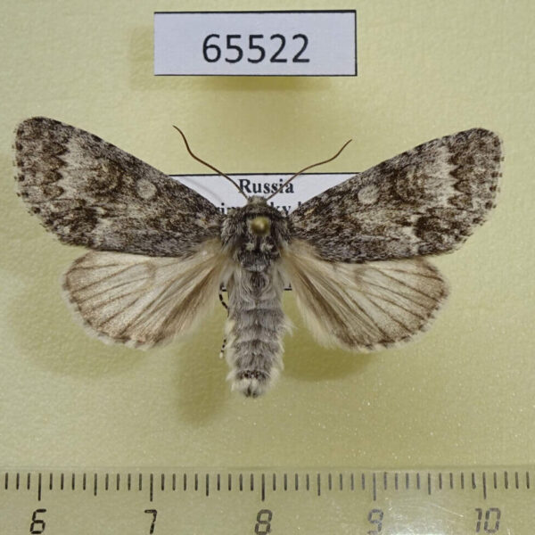 Noctuidae Acronicta concerpta Primorye