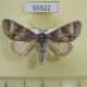 65522p Noctuidae Acronicta concerpta Primorye $7