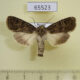65523p Noctuidae Sidemia spilogramma Primorye $8