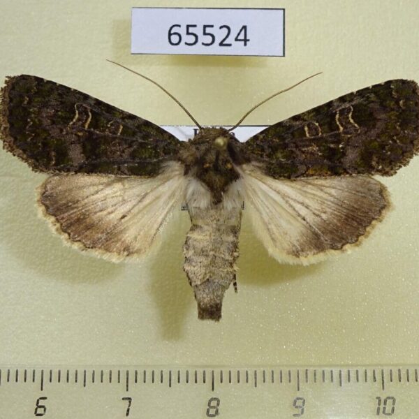 Noctuidae Sidemia spilogramma f Primorye