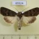 65524p Noctuidae Sidemia spilogramma f Primorye $10