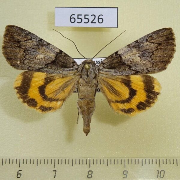 Noctuidae Catocala proxeneta f Primorye