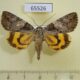 65526p Noctuidae Catocala proxeneta f Primorye $25