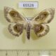 65528p Geometridae Problepsis phoebearia Primorye $6