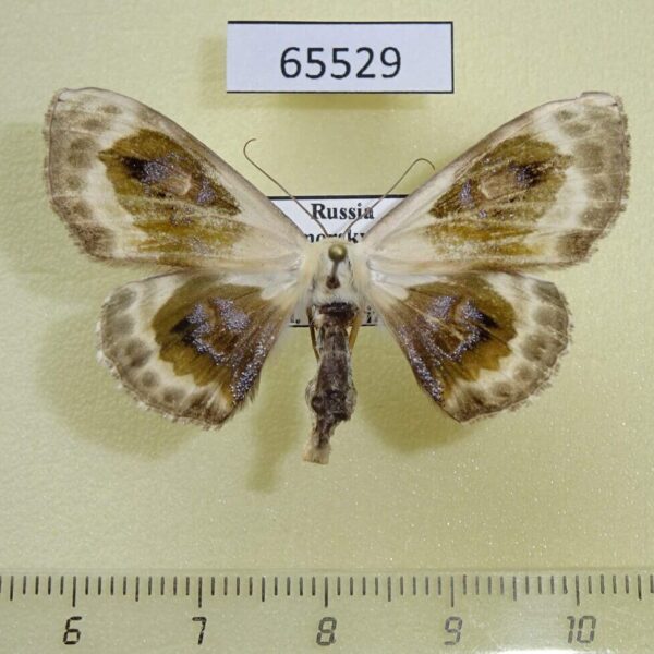 Geometridae Problepsis phoebearia Primorye
