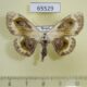 65529p Geometridae Problepsis phoebearia Primorye $6