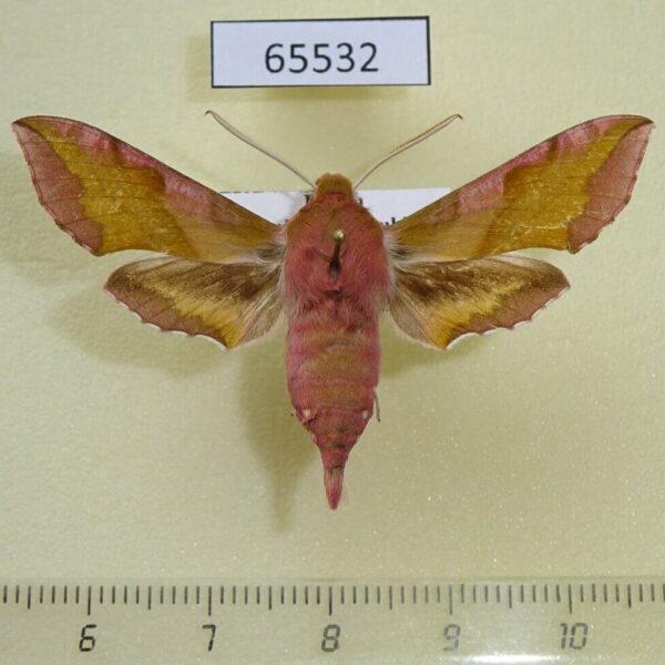 Sphingidae Deilephila porcellus Khakassia rep.
